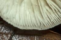 Tricholoma scalpturatum - Рядовка резная, чешуйчатая. желтеющая