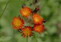 Pilosella aurantiaca - Ястребиночка оранжево-красная
