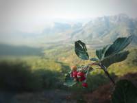 Sorbus graeca - Рябина греческая