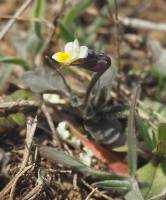 Viola kitaibeliana - Фиалка Китайбеля