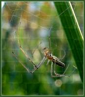 Tetragnathidae - Пауки-вязальщики, круглоротые пауки