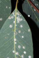 Glycaspis brimblecombei