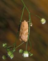 Noctua fimbriata - Совка земляная каемчатая