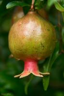 Punica granatum - Гранат обыкновенный