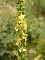 Agrimonia eupatoria subsp. asiatica - Репешок азиатский