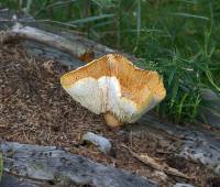 Neolentinus lepideus - Шпальный гриб