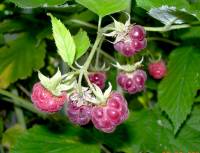 Rubus - Малина