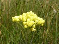 Helichrysum maracandicum - Бессмертник самаркандский