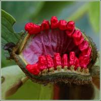 Paeonia × suffruticosa - Пион древовидный
