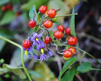 Solanum dulcamara - Паслён сладко-горький