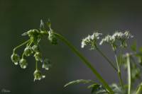 Apiaceae - Зонтичные