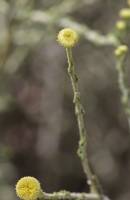 Pulicaria undulata - Пуликария обыкновенная