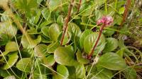 Pyrola rotundifolia - Грушанка круглолистная