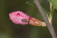Prunus tenella - Миндаль низкий