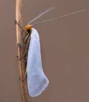 Elachistidae - Злаковые моли-минеры