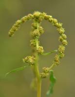 Amaranthaceae - Chenopodioideae - Маревые