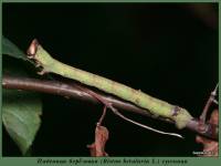 Biston betularia - Пяденица березовая