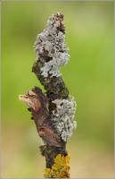 Abrostola triplasia - Совка крапивная бурая
