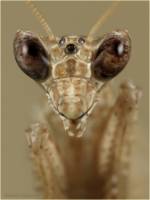 Mantidae - Богомолы настоящие