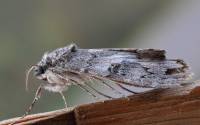 Noctuidae unidentified - Совки
