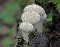 Lycoperdon perlatum - Дождевик шиповатый, или жемчужный