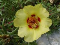 Portulaca grandiflora - Портулак крупноцветковый