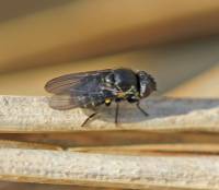 Agromyzidae - Минирующие мушки