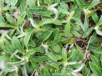 Pilosella officinarum - Ястребиночка обыкновенная, Ястребинка волосистая