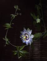 Passiflora caerulea - Пассифлора голубая