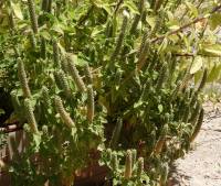 Teucrium lamiifolium