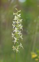 Platanthera bifolia - Любка двулистная