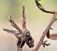 Apochima flabellaria - Пяденица веерная