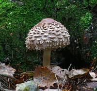Macrolepiota rhacodes - Гриб-зонтик лохматый