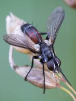 Cylindromyia cf. interrupta (Tachinidae)