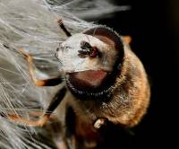 Eristalis arbustorum - Пчеловидка лесная