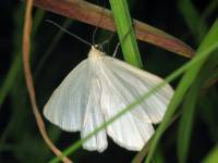 Lithostege farinata - Пяденица толстобедрая белая (гулявниковая)
