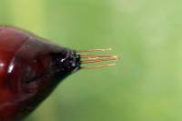 Protoschinia scutosa - Совка щетинконогая беложильная, Совка подсолнечниковая