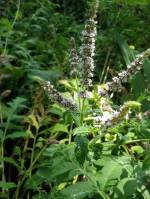 Mentha spicata - Мята колосистая