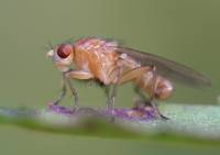 Heleomyzidae - Шипокрылки