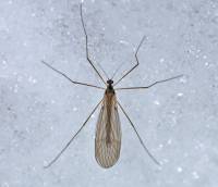 Trichocera - Зимние комары