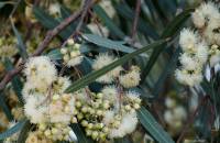 Eucalyptus camaldulensis - Эвкалипт камальдульский