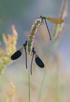 Calopteryx splendens splendens - Красотка блестящая