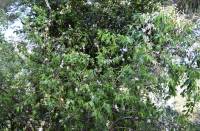 Prunus amygdalus - Миндаль обыкновенный, Миндаль сладкий