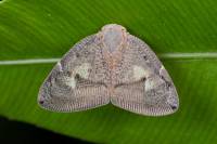 Ricaniidae - Цикадки-бабочки