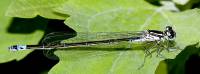 Coenagrion pulchellum - Стрелка красивая