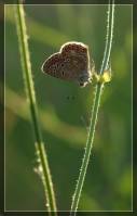 Polyommatus icarus - Голубянка Икар
