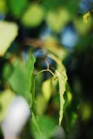 Betulaceae - Берёзовые