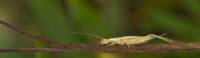 Oecanthidae - Стеблевые сверчки
