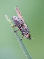 Chamaemyiidae - Серебрянки, Тлёвые мухи