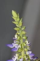 Plectranthus scutellarioides - Колеус Блюме, Колеус гибридный